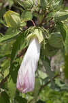 Swamp rosemallow